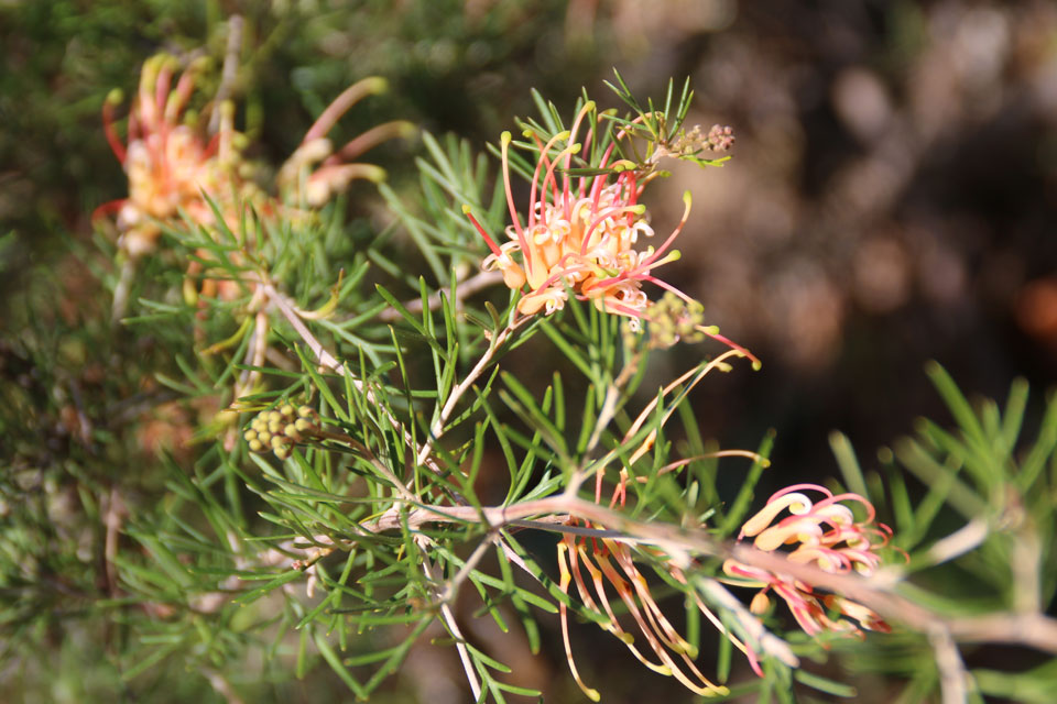 Гревиллея шерстистая (Grevillea lanigera). 