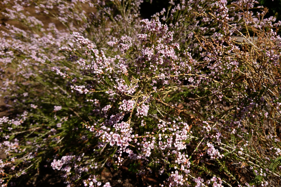 Диосма Розовое Дыхание (Diosma hirsuta), ботанический сад Ла Консепсьон, г. Малага