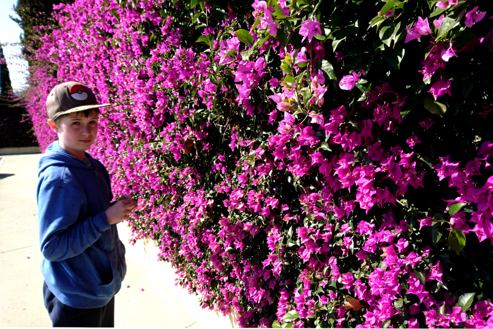 Живая ограда из Бугенвиллеи замечательной (Bougainvillea spectabilis)