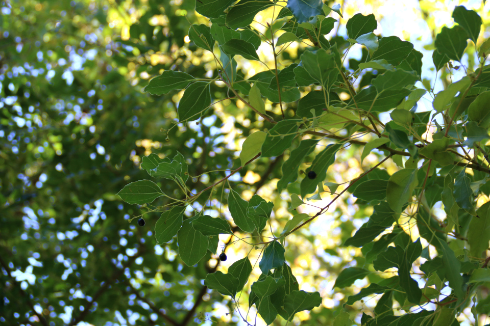 Камфорное дерево (Cinnamomum camphora) с плодами