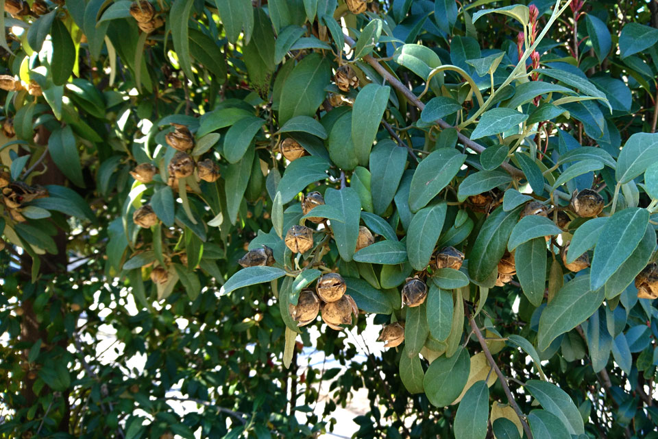 Лагунария Патерсона (Lagunaria patersonii) с плодами