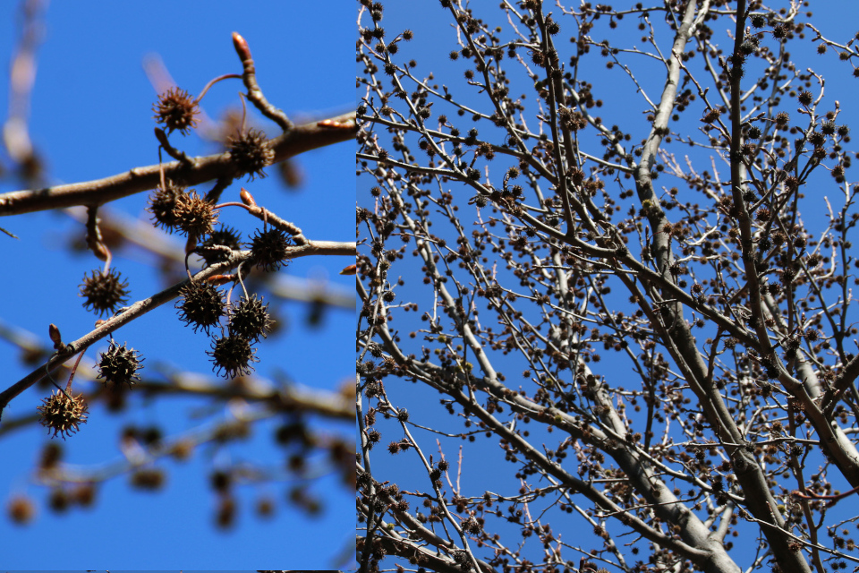  Ликвидамбар смолоносный (Liquidambar styraciflua) с плодами