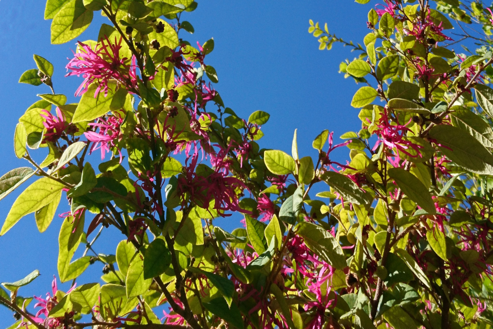 Лоропеталум китайский (Loropetalum Chinense) в ботаническом саду Ла Консепсьон