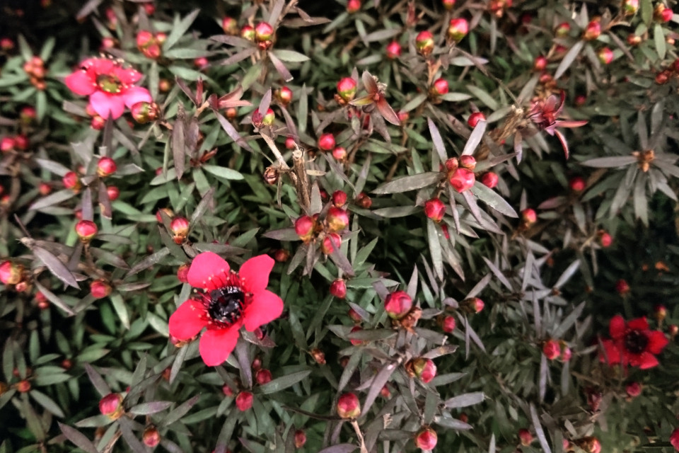 Манука, Leptospermum scoparium, новозеландское чайное дерево