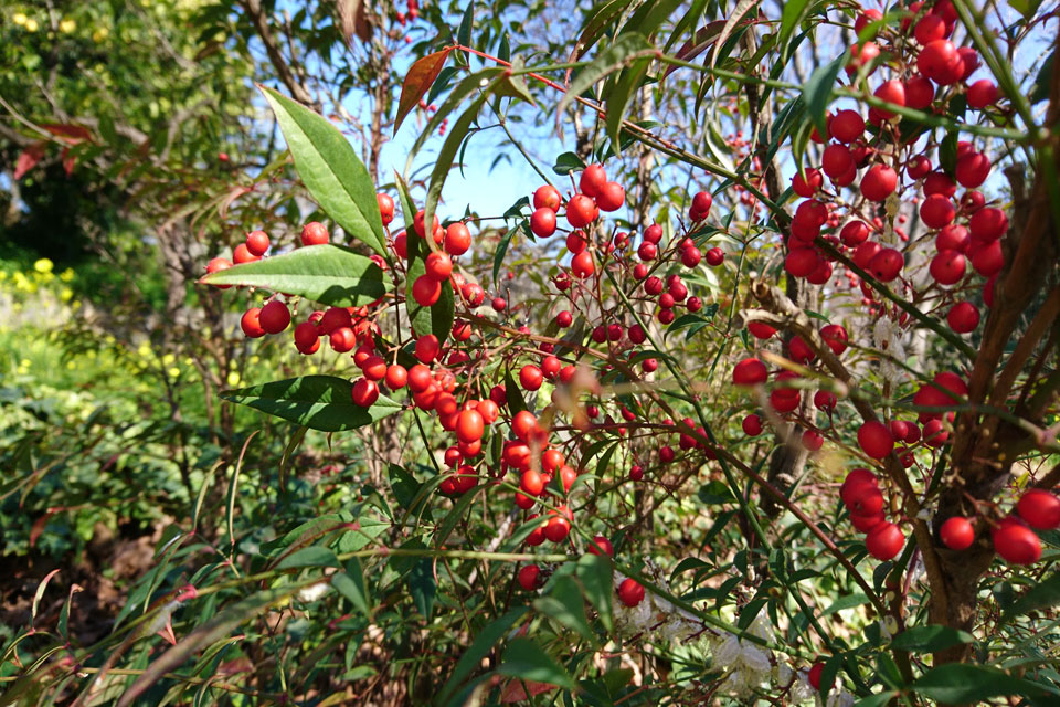 Нандина домашняя (Nandina domestica) с плодами в ботаническом саду Ла Консепсьон