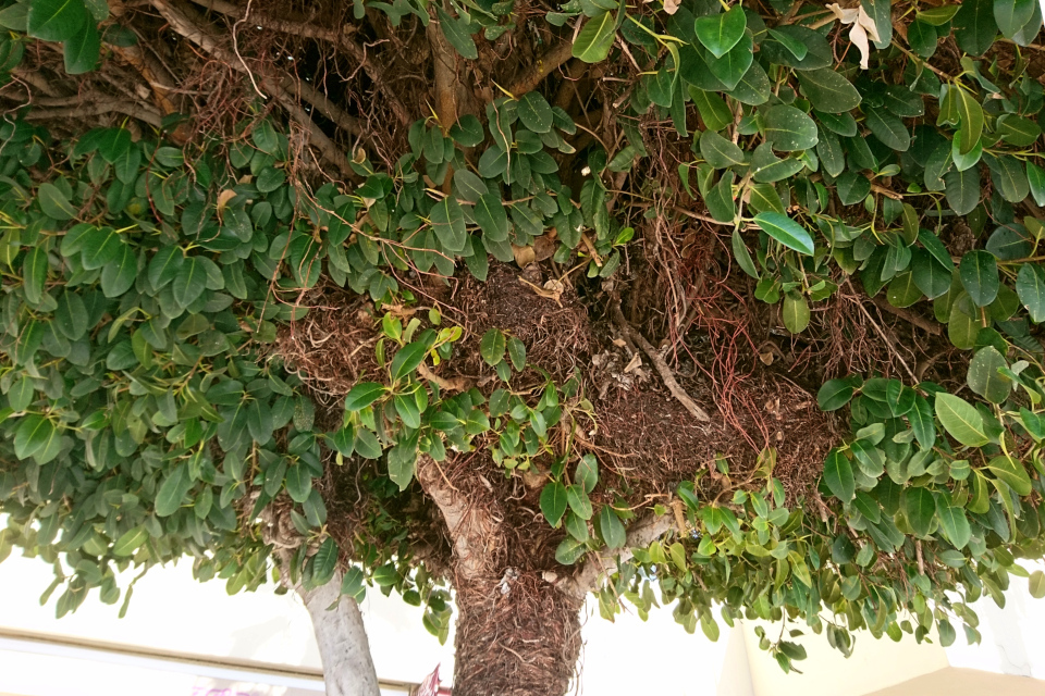 Многочисленные воздушные корни на фикусах микрокарпа