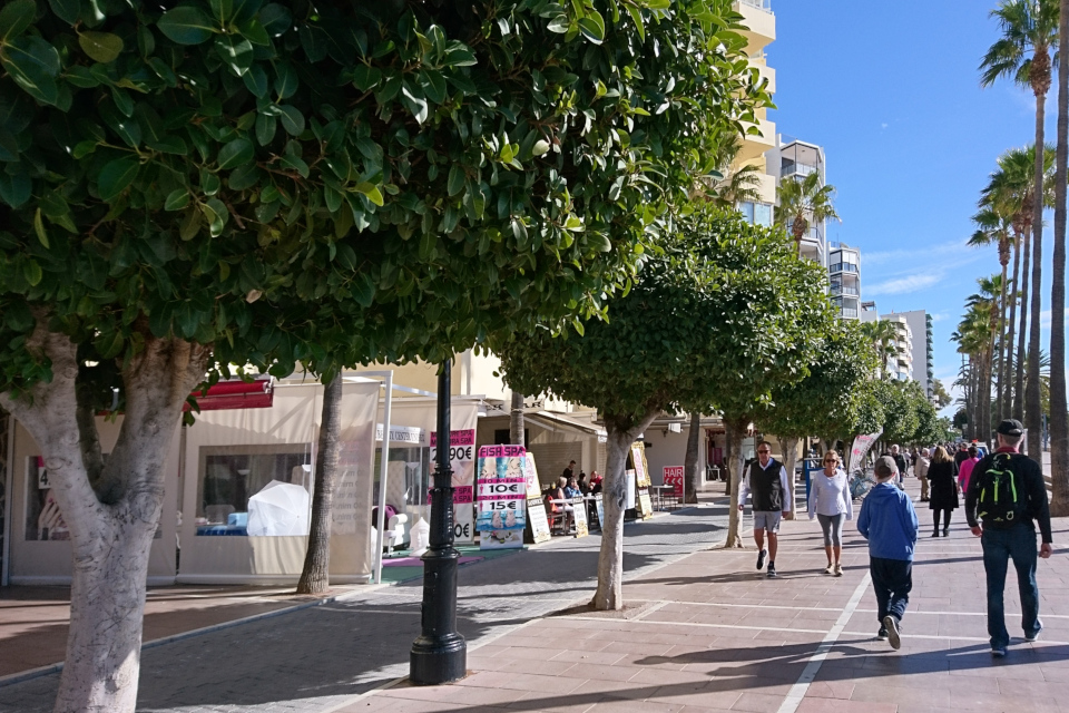 Фикусы микрокарпа с формированной кроной-штамбы 