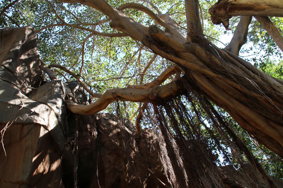 Гигантский фикус микрокарпа с воздушными корнями