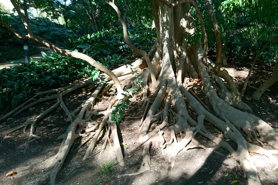 Досковидные корни фикуса микрокарпа в ботаническом саду Ла Консепсьон, г. Малага