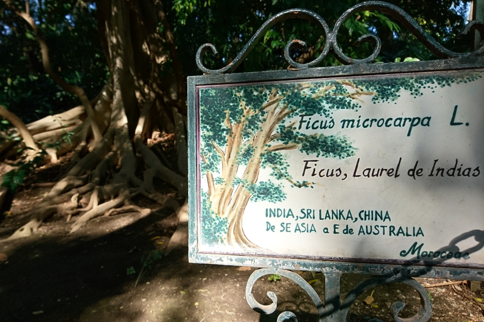 Табличка возле гигантского фикуса микрокарпа в ботаническом саду Ла Консепсьон