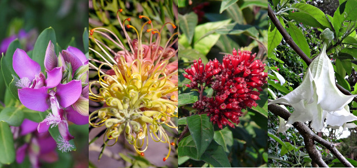Цветущие деревья и кустарники в ботаническом саду Ла Консепсьон