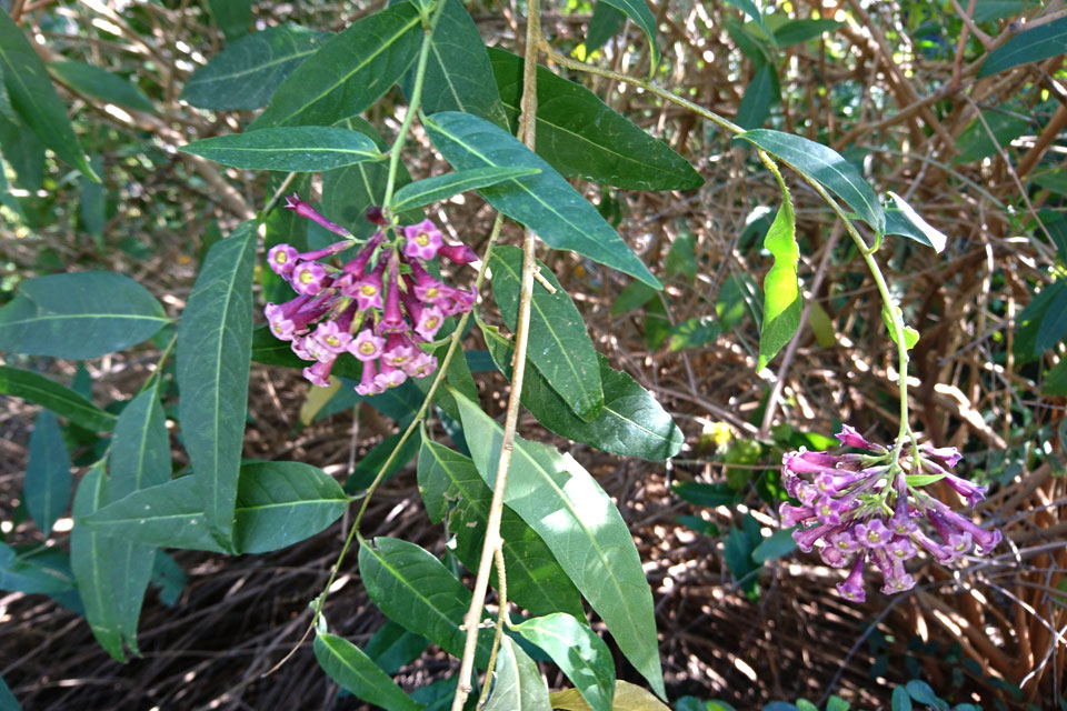 Цеструм Культум (Cestrum х cultum) в ботаническом саду г. Малага, Испания