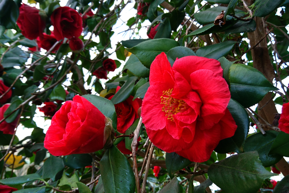 Camellia japonica ‘Satans Robe’
