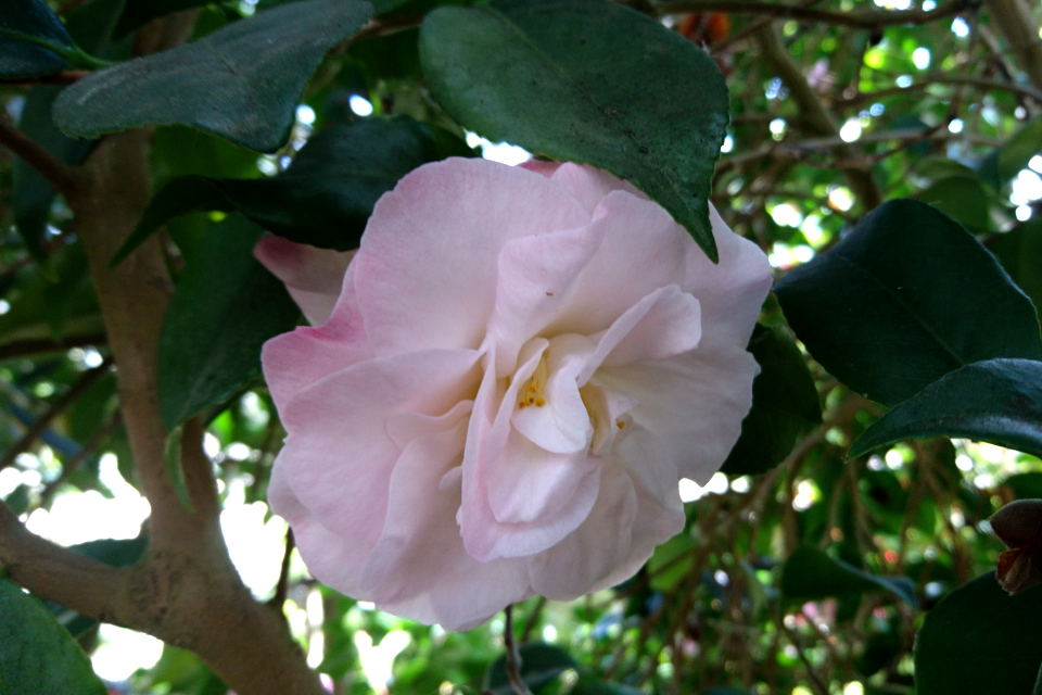 Camellia japonica ‘Dr Tinsley’