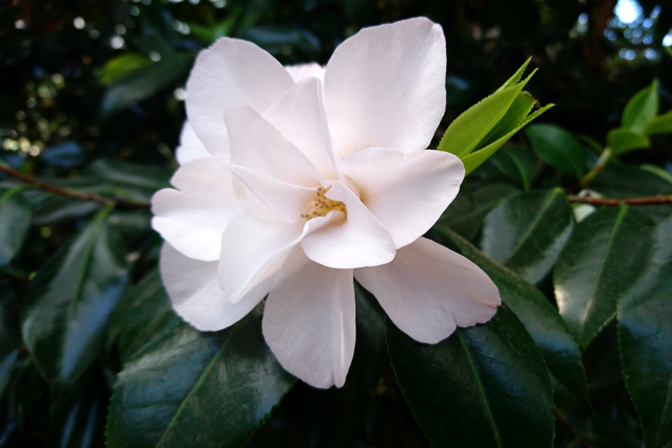 Camellia japonica ‘Hagoromo’