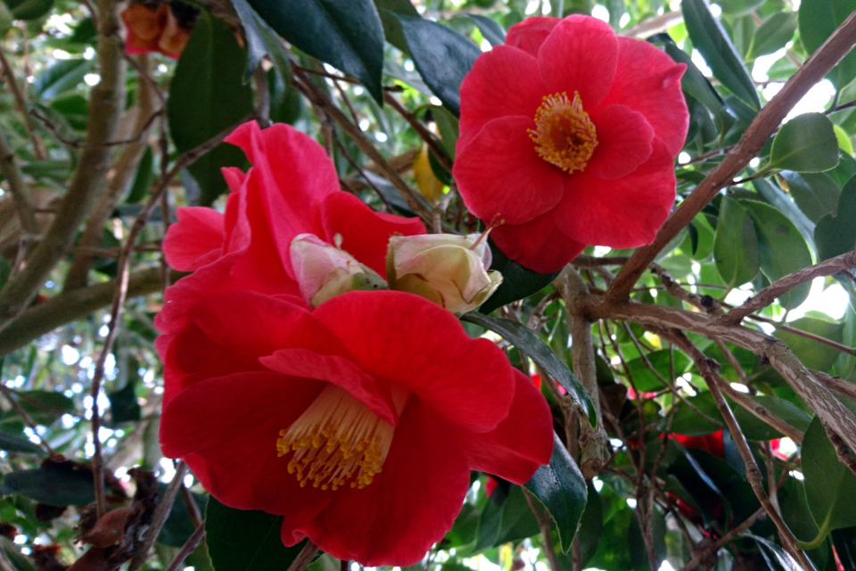 Camellia japonica ‘Jupiter’.
