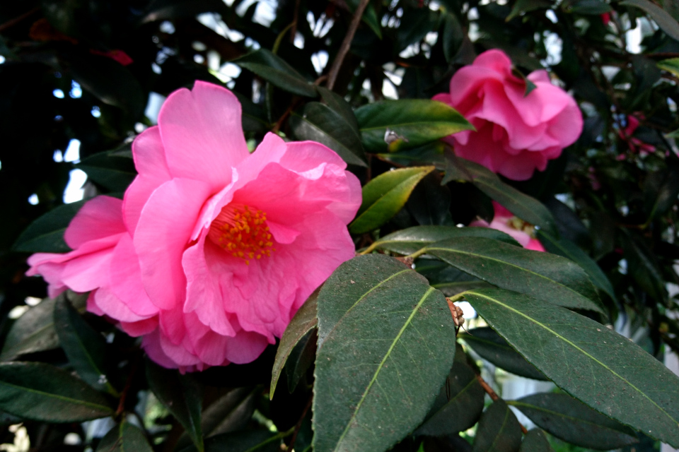 Camellia japonica ‘Mary Phoebe Taylor’