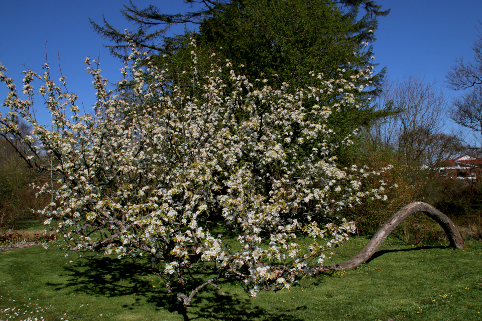 Японская весна в Дании - цветут сакуры