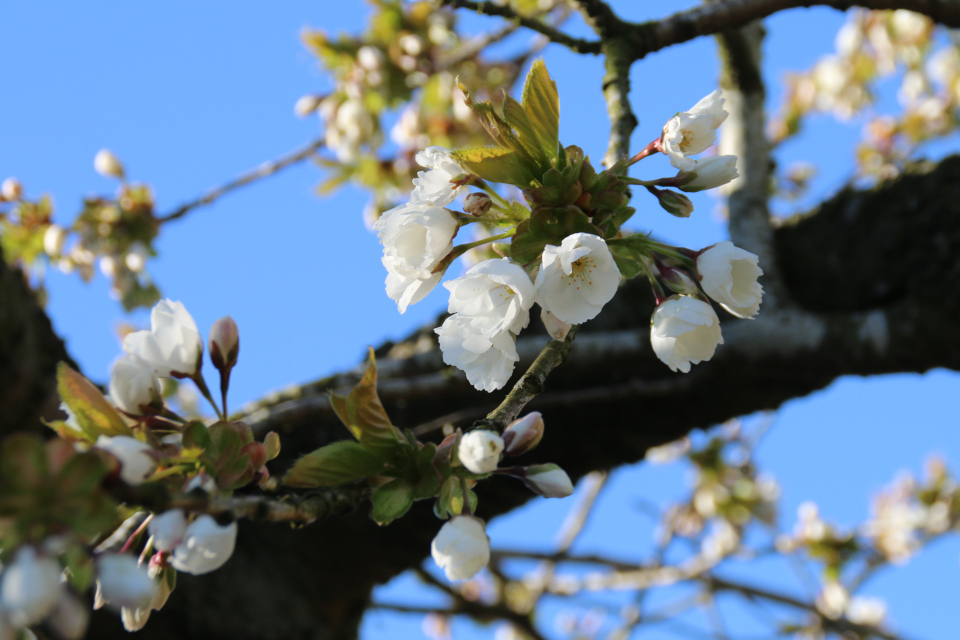 Цветы вишни мелкопильчатой, сорт Shujaka
