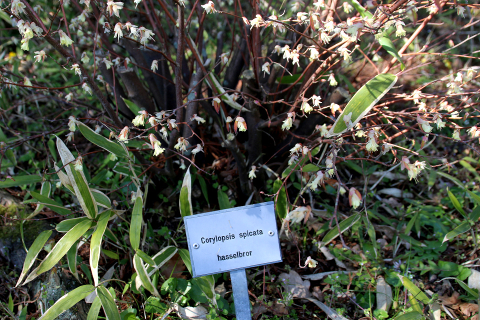 Корилопсис колосистый (Corylopsis spicata) в Географическом саду г. Колдинг