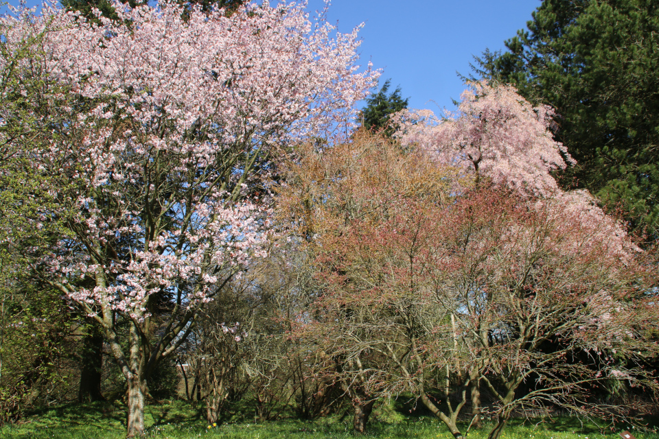 Японская весна в Дании - цветут сакуры.