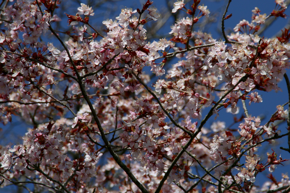Цветы сакуры, вишни мелкопильчатой, сорт Miyako