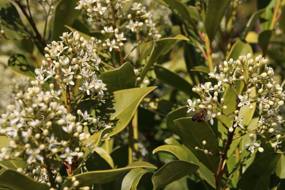 Скиммия японская (лат. Skimmia Japonica) - Японская весна в Дании. Фото 17 апр. 2019, Географический сад г. Колдинг, Дания