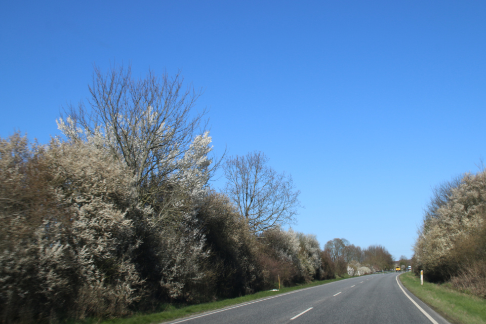 Цветущие заросли из дикой алычи (лат. Prunus cerasifera) вдоль дороги