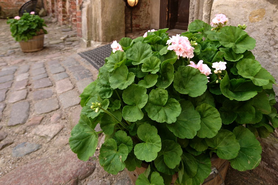 пеларгония Королева Ингрид (дат. pelargonie Dronning Ingrid)