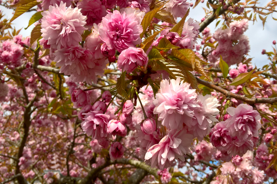 Цветущая сакура сорт Канзан (лат. Prunus serrulata Kanzan)