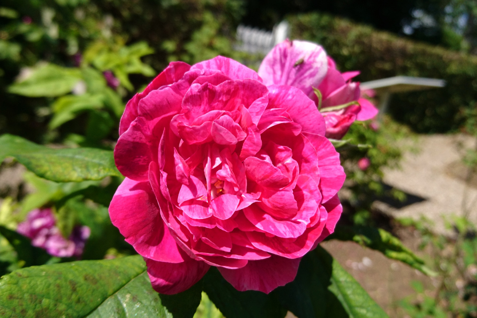 Бурбонская роза Commandant Beaurepaire. 