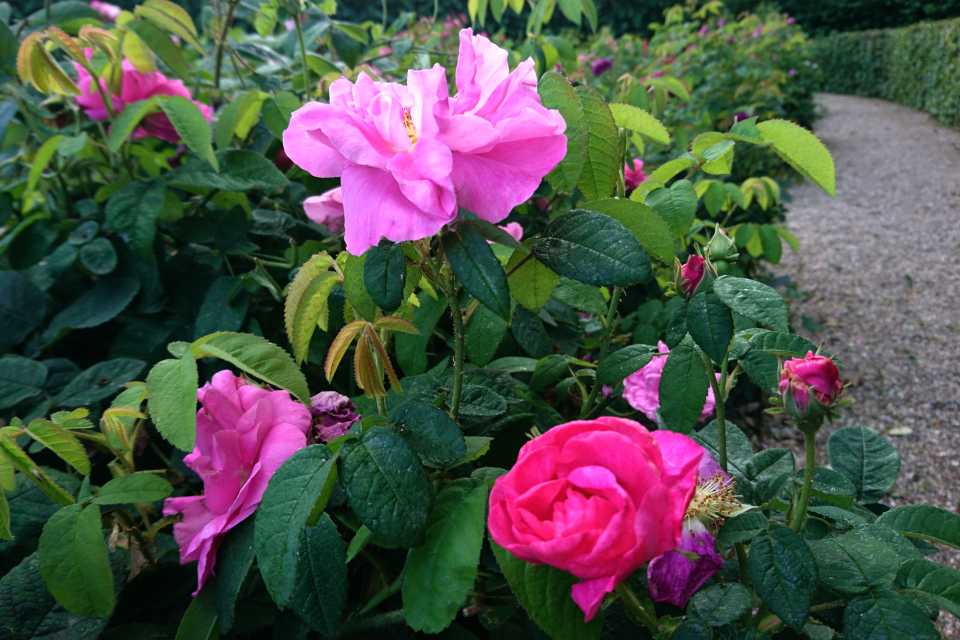 Галльская лекарственная роза (Rosa gallica officinalis)