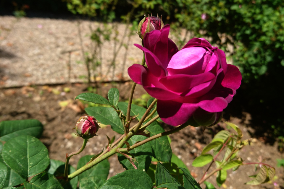 Галльская роза Cardinal de Richelieu. Фото 3 июл. 2019, г. Фредерисия / Fredericia, Дания
