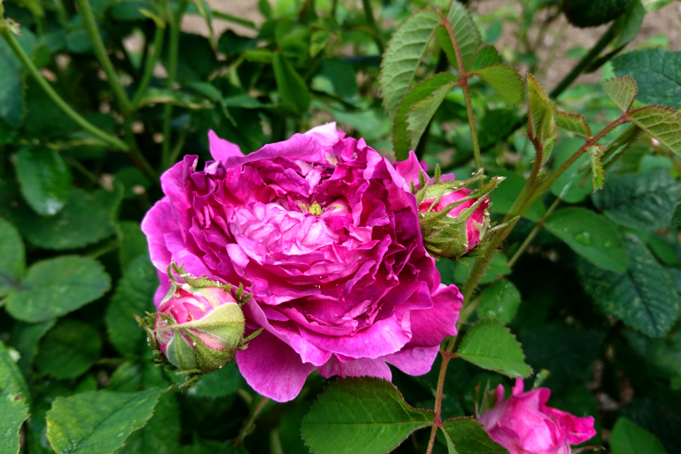 Галльская роза Gloire des Jardins. Фото 3 июл. 2019, г. Фредерисия / Fredericia, Дания