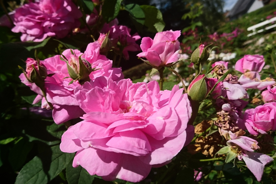 Дамасская роза Ispahan. Фото 3 июл. 2019, г. Фредерисия / Fredericia, Дания