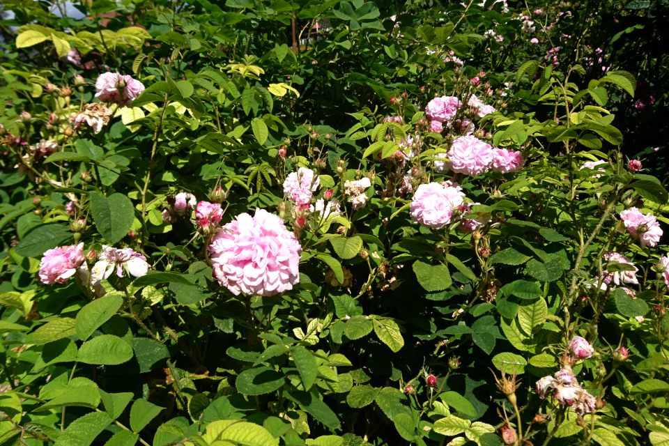 Дамасская роза Trigintipetala / Kazanlik. Фото 3 июл. 2019, г. Фредерисия / Fredericia, Дания