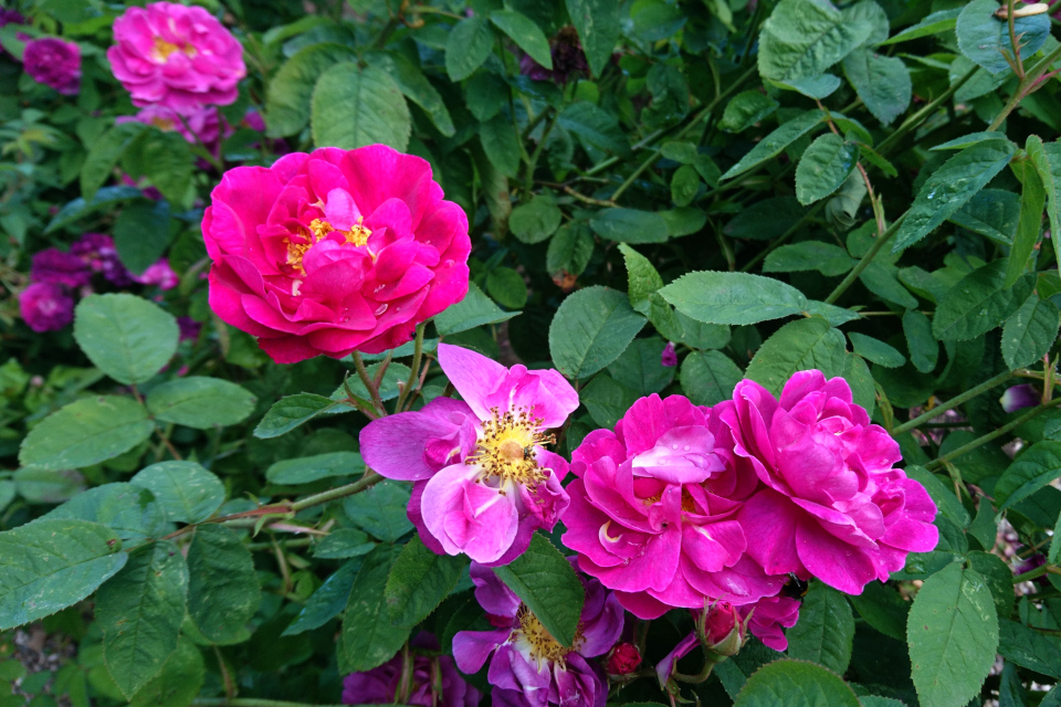 Галльская роза Conditorum. Фото 3 июл. 2019, г. Фредерисия / Fredericia, Дания