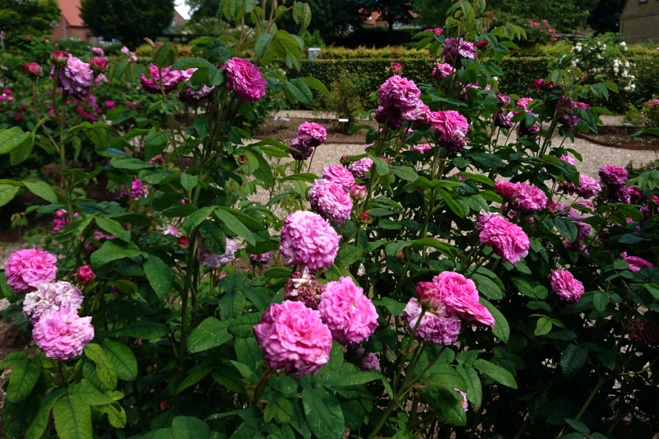 Галльская роза Cramoisi Picoté. Фото 3 июл. 2019, г. Фредерисия / Fredericia, Дания