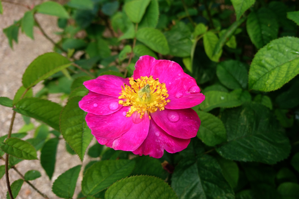 Галльская роза La Belle Sultane. Фото 3 июл. 2019, г. Фредерисия / Fredericia, Дания