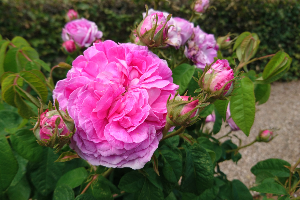 Галльская роза Rose du Maitre d'Ecole. Фото 3 июл. 2019, г. Фредерисия / Fredericia, Дания