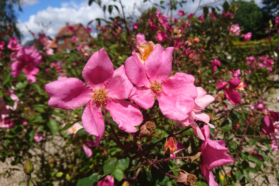 Китайская роза Mutabilis / Butterfly Rose.Фото 3 июл. 2019, г. Фредерисия / Fredericia, Дания