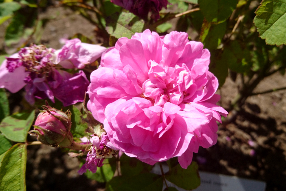 Портлендская роза Rose du Roi. Фото 3 июл. 2019, г. Фредерисия / Fredericia, Дания