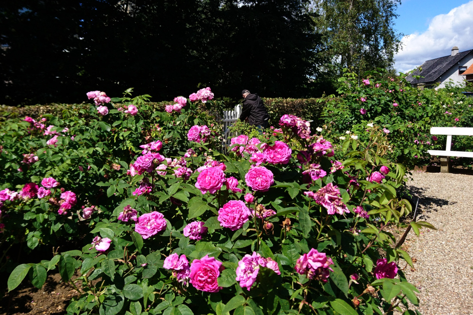 Роза ремонтантный гибрид 'Reine des Violettes'. 