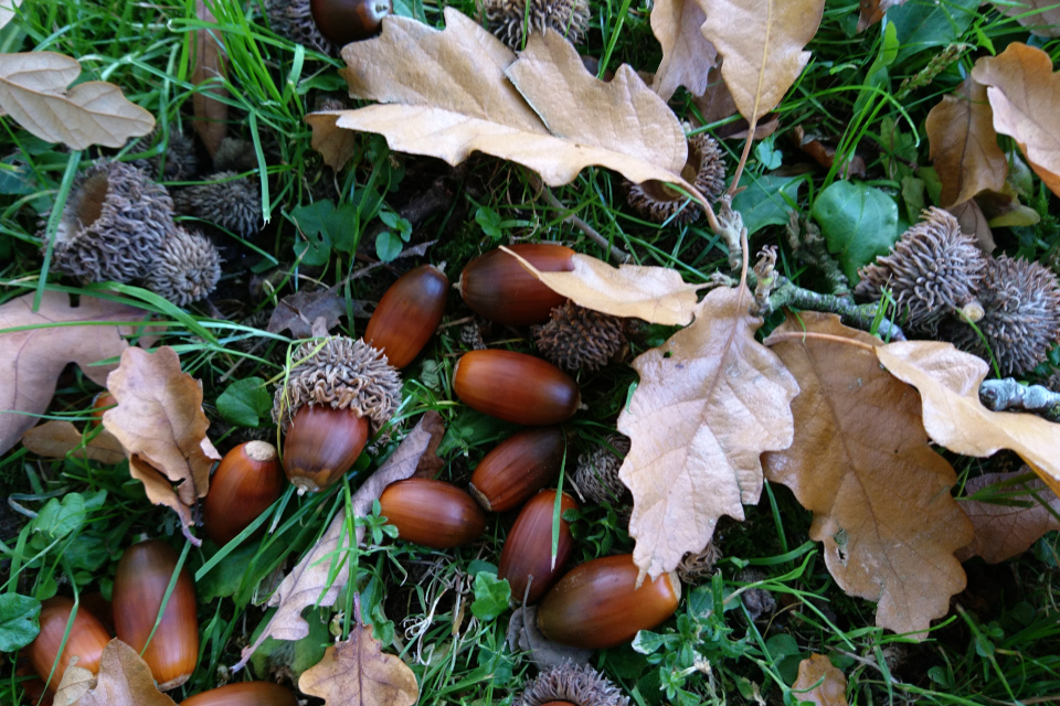 Листья и плоды австрийского дуба (лат. Quercus cerris) в лесопарке Forsthaven