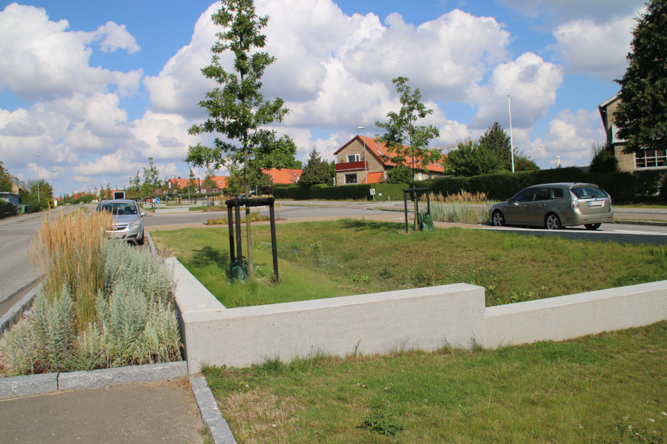 Посадки австрийского дуба (лат. Quercus cerris), г. Орхус / Aarhus, Дания