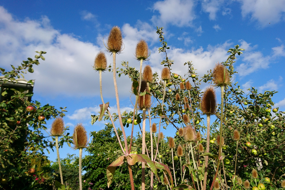 Ворсянка лесная (лат. Dipsacus fullonum) с плодами в моем саду