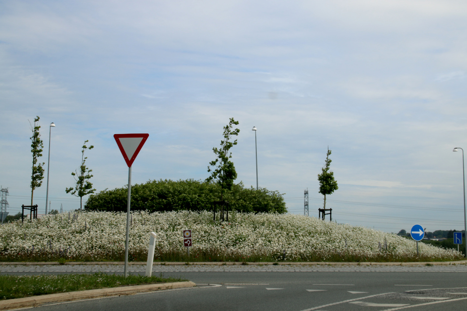 Клумбу посреди кругового движения у въезда на шоссе украшают дикие ромашки