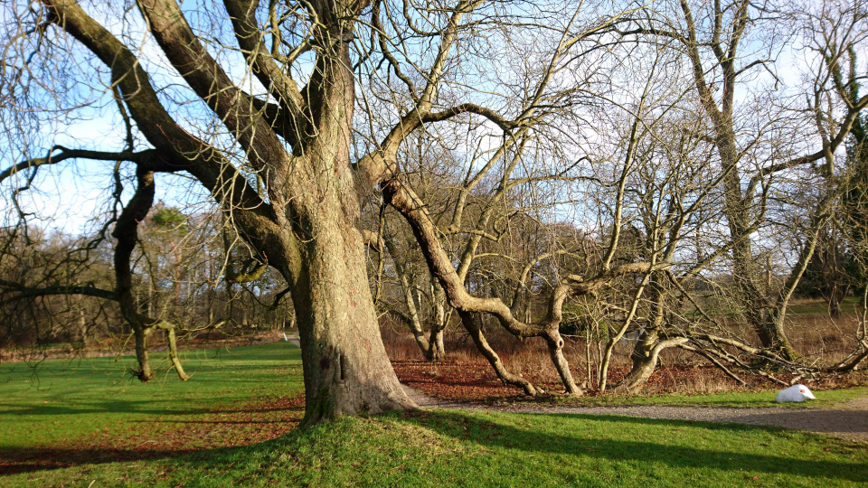 Дерево конского каштана в поместье Мосгорд (дат. Moesgård Gods или Moesgaard), Орхус, Дания. 15 янв. 2022