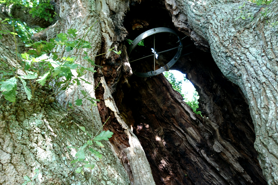Поросль на стволе старого дерева. Дуб замка Боллер или дуб викингов