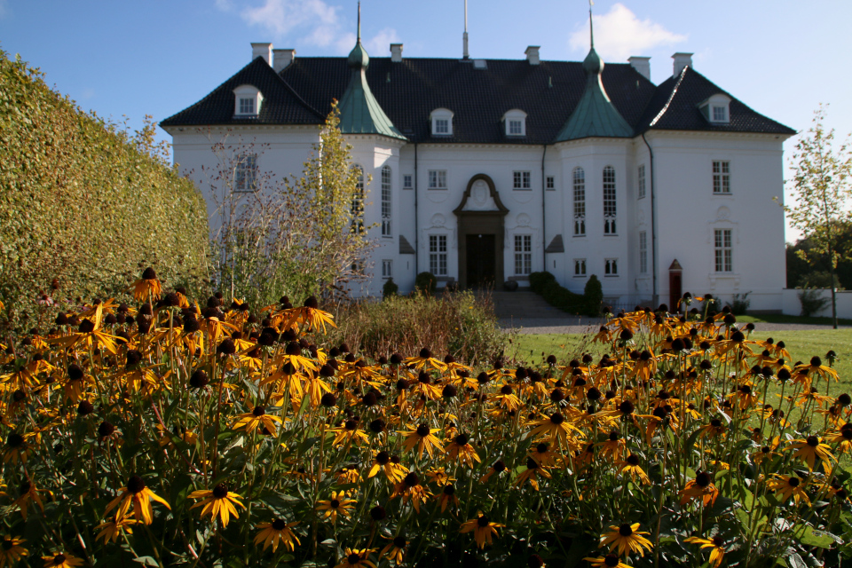 Рудбекия цветет на клумбах многолетников перед дворцом Марселисборг
